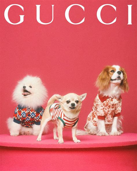 gucci pwt|Gucci pet collection.